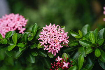 Green texture backyard with cicak background