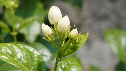 "A Promise of Fragrance: Jasmine in Blooming Phase"
"Sun-Kissed Jasmine: A Plant Full of Life"
"Nature’s Elegance: Jasmine Buds Amidst Lush Leaves"






