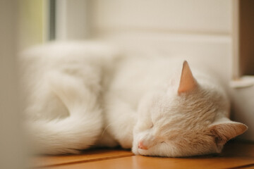 A white cat sleeps on the windowsill