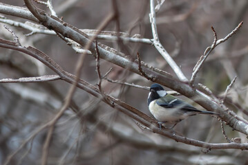 冬の公園に群れでやってきたシジュウカラ