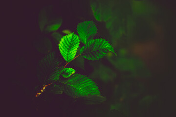 Beautiful green leaves grow on the thin branches of the hazel tree in the summer twilight. The...