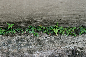 Green texture backyard with cicak background