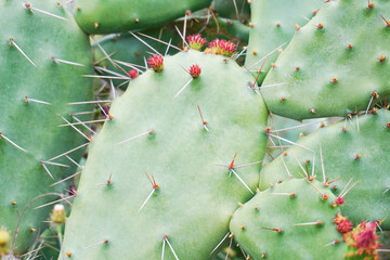 Macro photo of prickly cactus pads with sharp spines and small red flower buds. Natural desert...