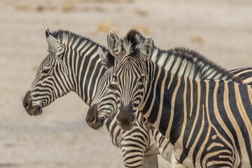 zebra in the wild