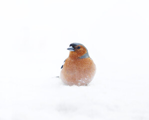 Common chaffinch (Fringilla coelebs) male sitting in the snow looking for food. 