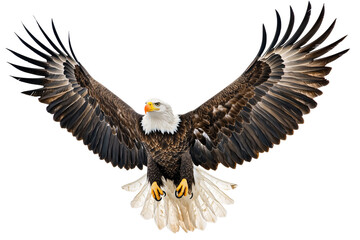 Obraz premium Bald eagle in transparent background