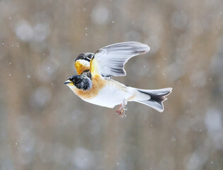 Brambling (Fringilla montifringilla) male flying in snowfall in early spring.	
