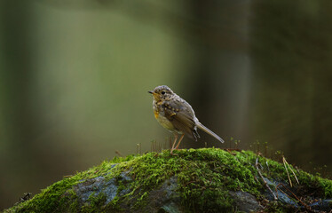 European robin (erithacus rubecula) juvenile sitting on a rock in the forest in autumn.
