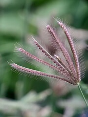 flower of wheat