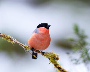 Eurasian bullfinch (Pyrrhula pyrrhula) male sitting on a branch in spring.	
