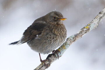 Eurasian blackbird or common blackbird (Turdus merula) female in snowfall sitting on a branch in early spring.	
