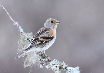 Brambling (Fringilla montifringilla) female perched on a branch in spring	

