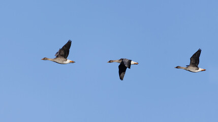 Taiga bean goose (Anser fabalis) flock  flying in the sky in spring.	
