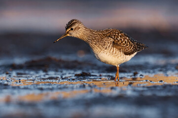 Wood sandpiper (Tringa glareola) feeding in the wetlands in spring.	
