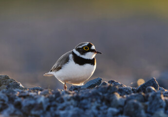 Little ringed plover (Charadrius dubius) on the ground backlit in spring.	
