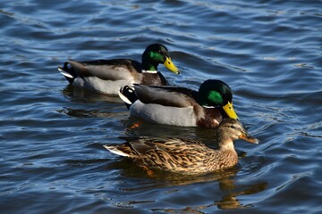 Three mallards (one female and two males) are swimming together in the sea in bright and sunny spring day.