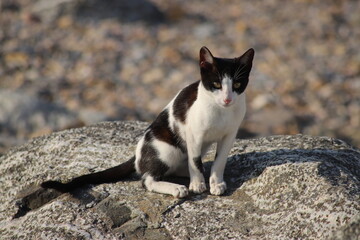 A stray black and white cat sitting atop a stone in a coastal area of Muscat, Oman