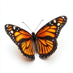 Obraz premium Majestic monarch butterfly displaying vibrant orange and black wings against a clean white background studio shot