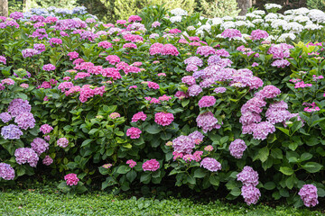 Beautiful flowers of hydrangeas