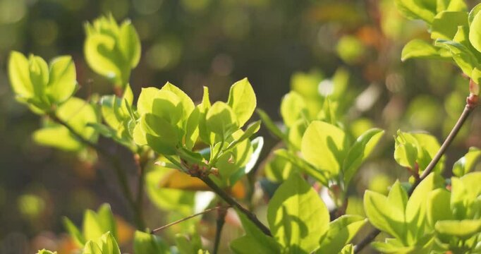 In spring, trees in the park sprout and flowers bloom.