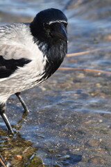A crow is standing in water at the seaside in bright and sunny spring day.