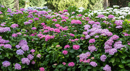 Beautiful flowers of hydrangeas