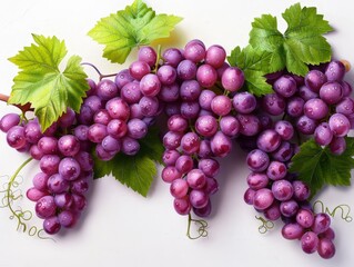 Fototapeta premium Beautifully Painted Bunch of Purple Grapes with Lush Green Leaves