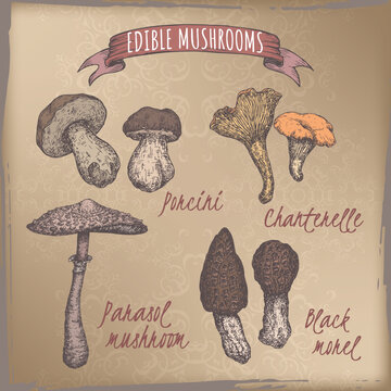 Set of color sketches with porcini mushroom, golden chanterelle, parasol mushroom and black morel.