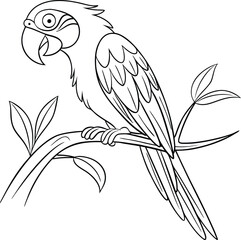 black and yellow macaw