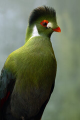 White-cheeked turaco (Menelikornis leucotis), portrait on a light blue background.