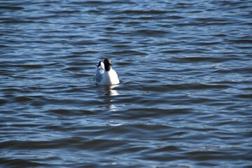 A black-headed gull is swimming in the sea in bright and sunny spring day.
