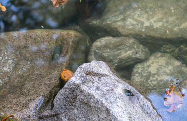 Amphibious mudskipper resting on a rock near shallow water in a mangrove wetland ecosystem