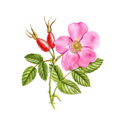 watercolor drawing branch of wild rose with pink flower, green leaves and red berries, rosehips, brier isolated at white background, hand drawn realistic botanical illustration