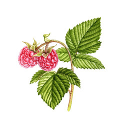 watercolor drawing branch of raspberry with green leaves and pink berries isolated at white background, hand drawn realistic botanical illustration