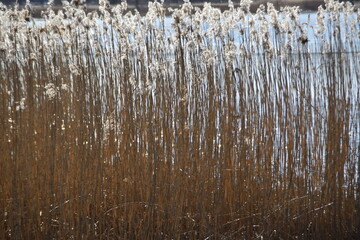Dry and gold colored reeds are growing at the seaside in bright and sunny spring day.