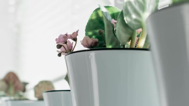 Indoor floral arrangement in white pots video footage. Pink cyclamen plant display. Minimalist home decoration clip. Blooming houseplants background motion picture.
