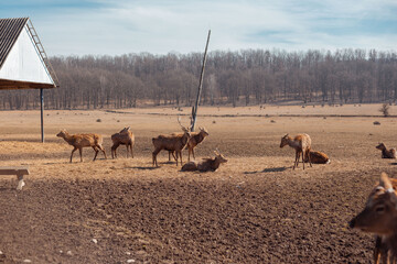 herd of deer grazing freely