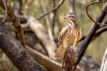 White-eyed buzzard