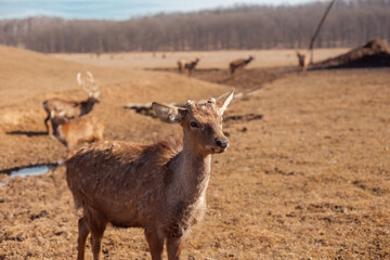 male deer close up portrait 