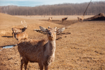 male deer close up portrait 