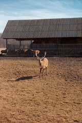 male deer grazing at the meadow