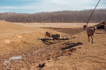 herd of deer grazing freely