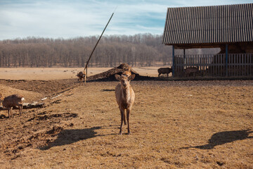 full-length deer portrait on the field