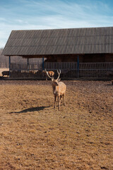 male deer grazing at the meadow