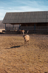 male deer grazing at the meadow