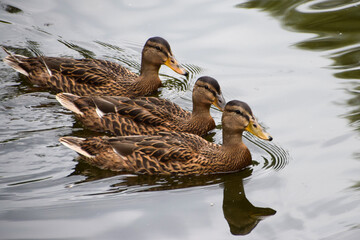 Three mallard ducks swim in a park pond