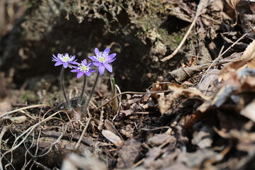 Common Name: Asian liverleaf
Sci. Name: Hepatica asiatica Nakai