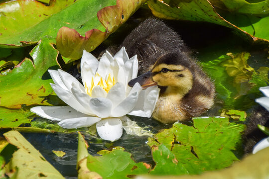 A duckling investigates a water lily flower in park pond