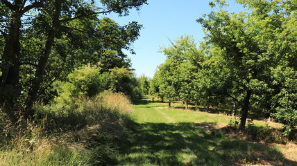 path in the woods