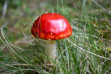 Red hat of fly agaric (Amanita muscaria) growing in the grass